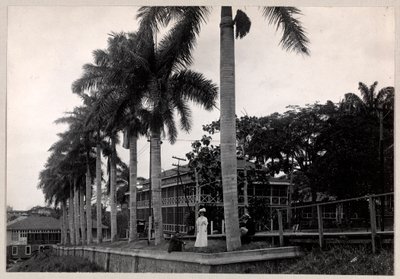 Gruppo di due uomini e una donna sotto una palma durante la costruzione del Canale di Panama, 1912 o 1913 da Byron Company